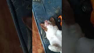 Sleeping Milo/my doggie/#shorts