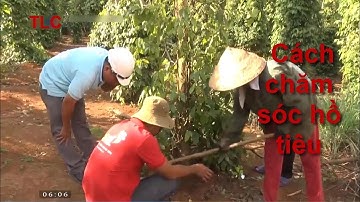 cách chăm sóc hồ tiêu trong mùa mưa
