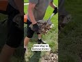 The ULTIMATE Way to Remove Rocks from Garden beds