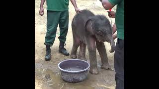 Stranded baby elephant | 取り残されたゾウの赤ちゃん | طفل الفيل الذين تقطعت بهم السبل | Elephant #shorts