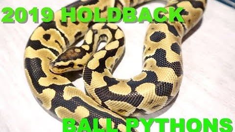Ball Python Holdbacks! Future Breeders!