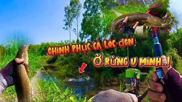 Câu cá lóc ở bìa rừng u minh || một ngày đóng cá đã cái tay || @duphanfishing69camau