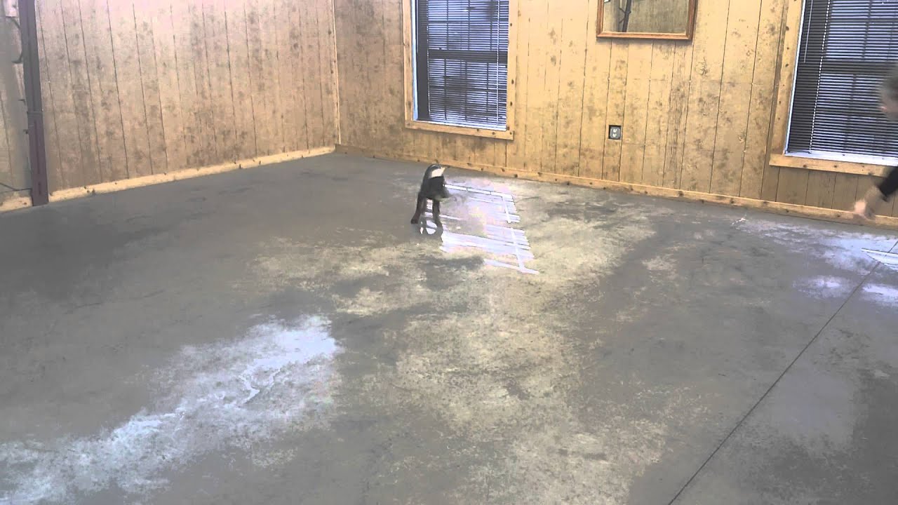video phone beyonce mp3 Ulrich Ball Play EArly Development Training Of A Doberman Puppy 15 Wks Old