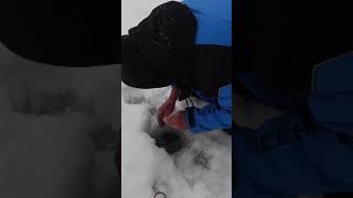 Big fish HAMMER this glow jig n’ minnow on ice! #shorts #icefishing