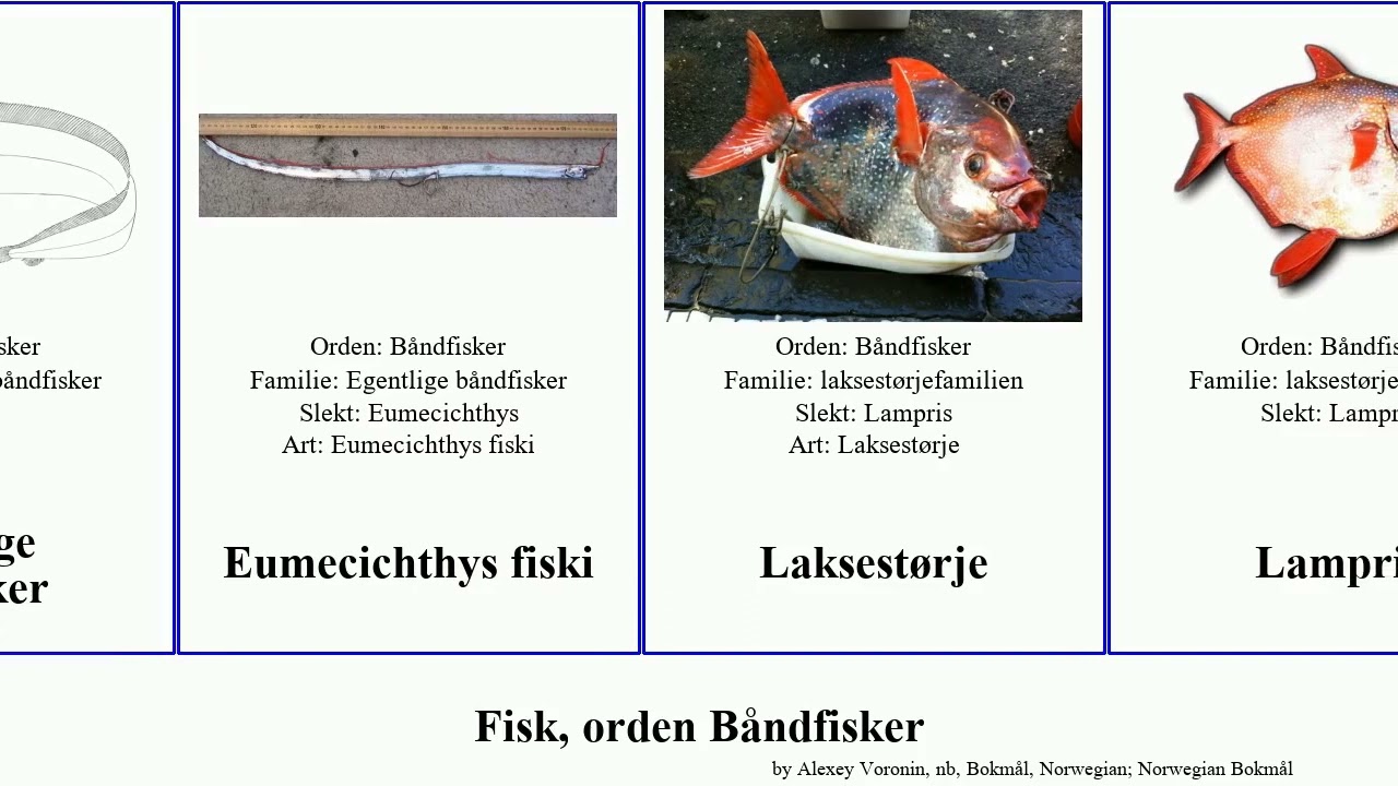 Fisk, orden Båndfisker fish Vinyasa Laksestørje Lampriformes sildekonge sølvkveite fiski Haugen