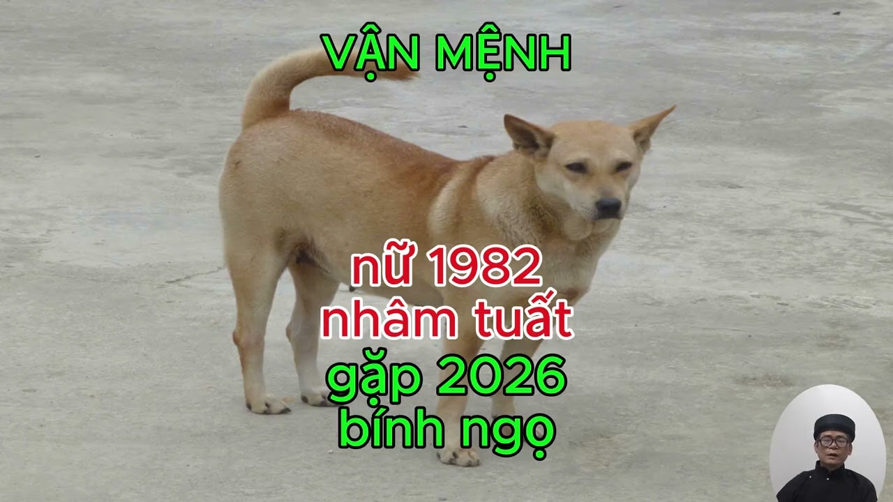 TỔNG QUAN TỐT XẤU NỮ NHÂM TUẤT 1982 gặp 2026