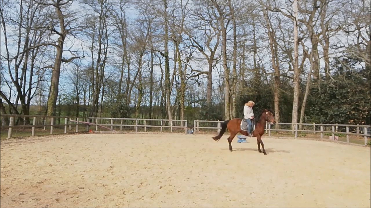 Baucher. Pirouettes galop à juste enchainées sur deux cercles