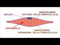 Citoplasma delle cellule muscolari