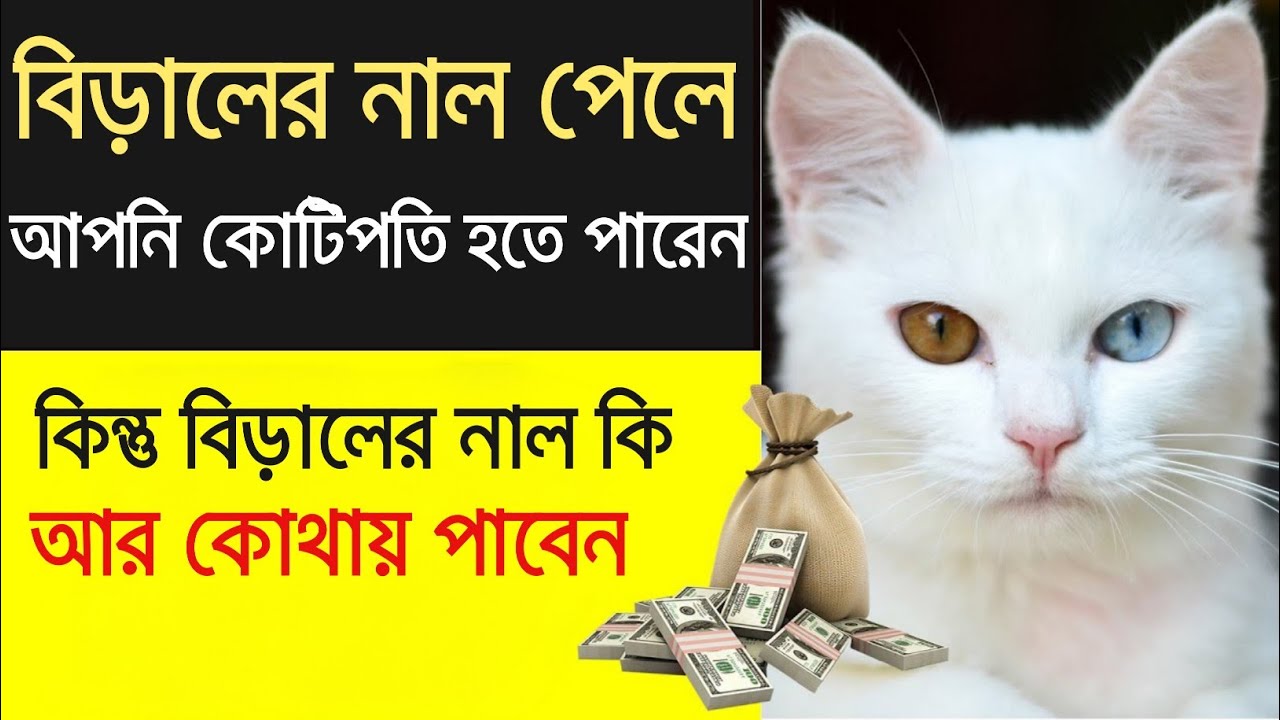 বিড়াল রাখার উপকারিতা | বিড়ালের নালের উপকারিতা | Benefits Of Having  Cat At Home