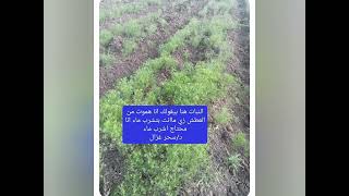 تعرف علي اسرار نجاح زراعة الكمون Learn about the secrets of successful cumin cultivation