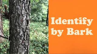 Tree Identification Hike Stop 3 Black Cherry