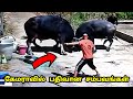கேமராவில் பதிவான சம்பவங்கள் / Amazing Animals Moments / Tamil Display