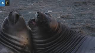 Ahhhh Moment: Elephant Seal Pups | Virtual Expeditions | Lindblad Expeditions