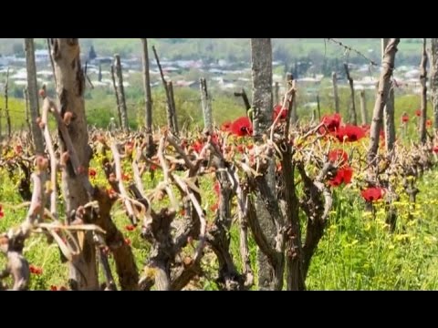 კვირას, 3 მაისს, 12:30 საათზე, \"ფერმა\"
