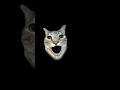 Miau Miau #cat #trending 🙄🙀#рекомендации #viralvideo