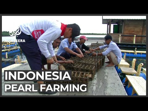 Indonesia's pearl industry faces environmental issues