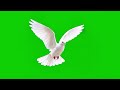 100% Free Green Screen - dove | Chroma Key Effect