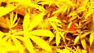 Hydro ponic video