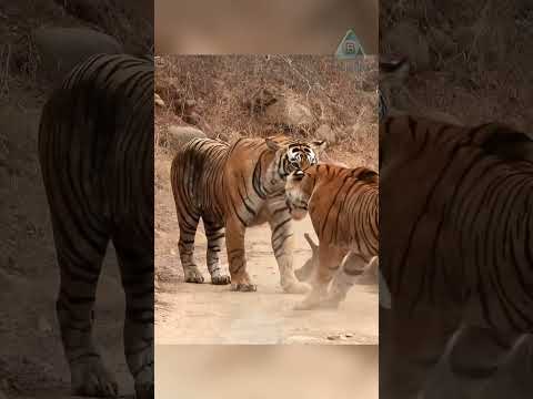 Тигрица решила украсть добычу у тигра.