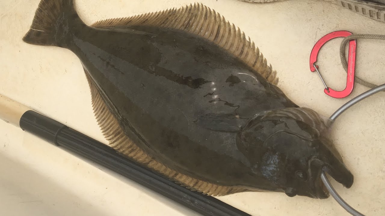 Halibut Catch, Clean, + COOK! (Humboldt Bay, California) YouTube