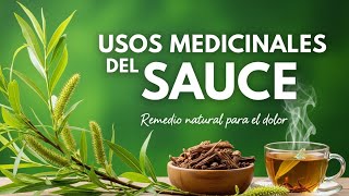 👉🌿Para Que Sirve El SAUCE Propiedades y Beneficios (IMPORTANTE)👈