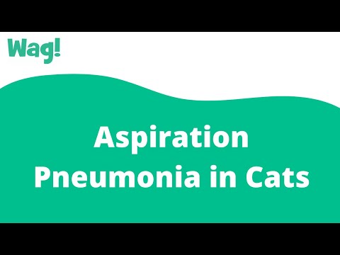 Video: Pneumonia (Aspiration) Sa Mga Pusa