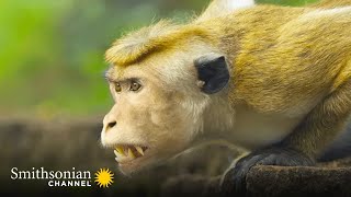 A Rival Male Challenges The Alpha For Macaque Supremacy Monkey Island Smithsonian Channel