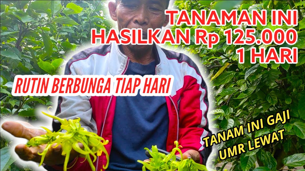 Kerja 1 Jam Sehari Hasilkan 125 Ribu Perhari - Bunga Kenanga