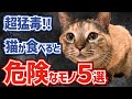 超猛毒！猫に与えてはいけない食べ物５選