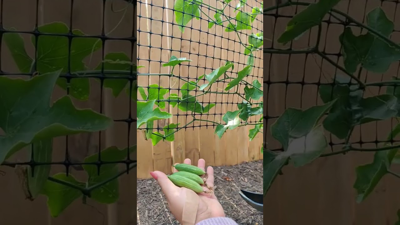 Ivy gourd plant growing in USA | Kovakkai | Tindora | Kitchen garden