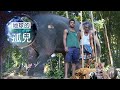 地球的孤兒 ~消失的亞洲象 Orphans of the Earth／Asian Elephant Rescue 【全集】｜白心儀