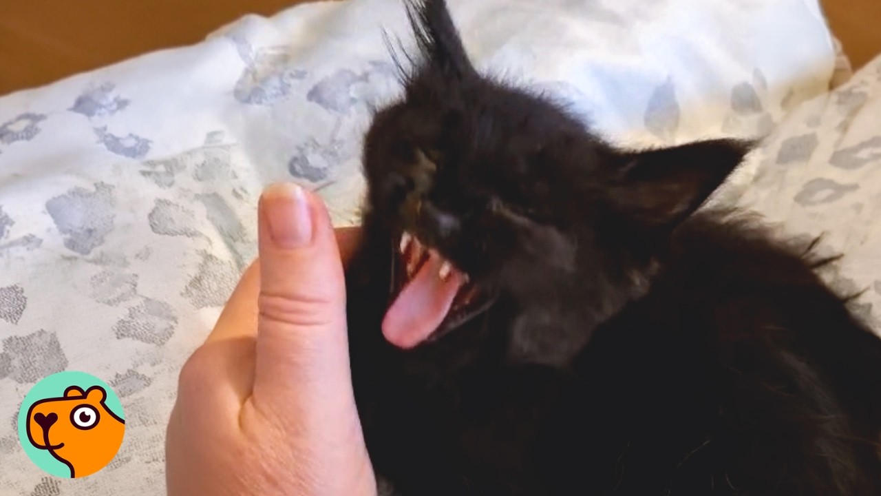 10-Day-Old Kitten Tells Everyone What To Do After Rescue | Cuddle Buddies