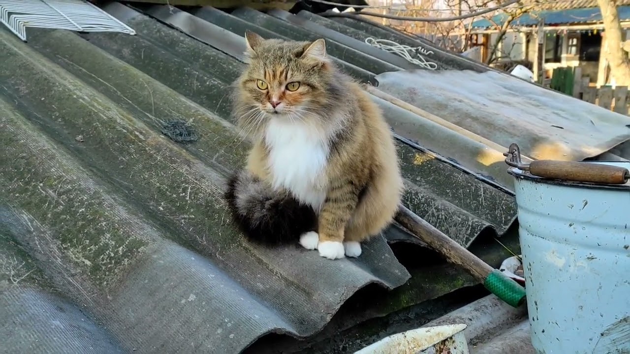 Что у нас происходит. Утро в селе. Наши поросята, кролики, курочки