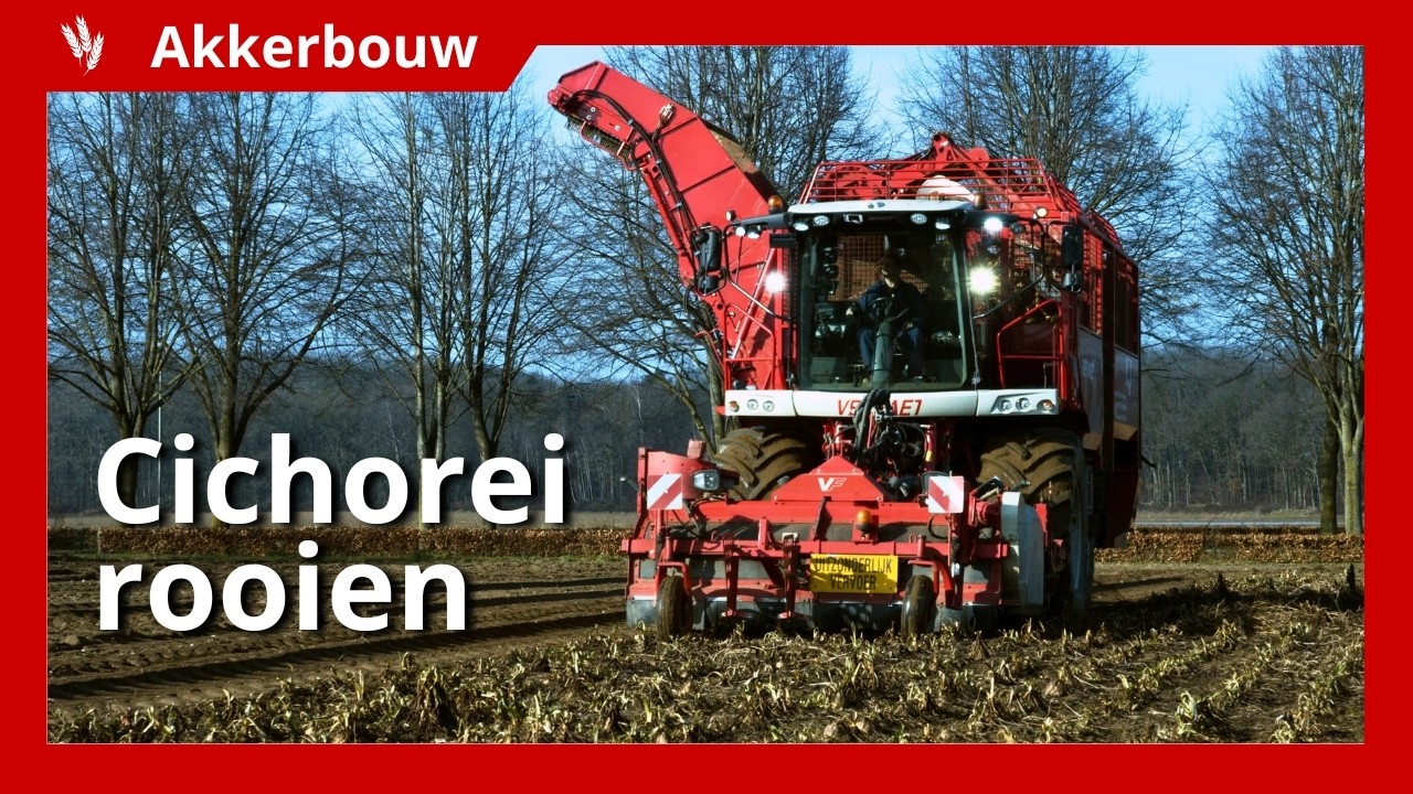Erg late oogst: cichorei rooien in februari