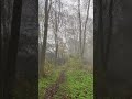 Fog forest morning walk. Misty and calm in the woods nature. Wild life. Peace of mind.