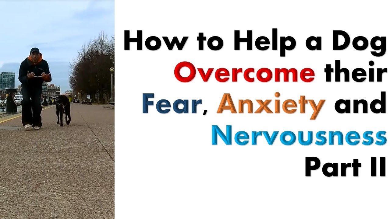 Part 2 How to Help a Dog their Fear, Anxiety and Nervousness Issues YouTube