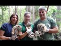 Filhotes Tigre Siberiano - Zooparque Itatiba