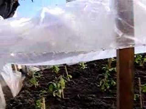 Trueman's tomatoes - YouTube