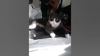 Skittles my funny kitty cat