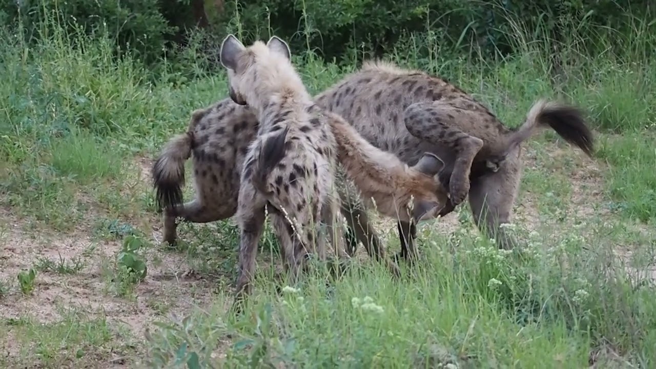 Watch Hyena interaction on YouTube Watch Hyena interaction on YouTube