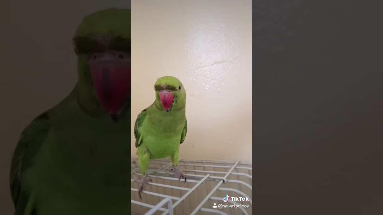 FAMOUS TIKTOKER BIRD 1 MILLION FAN FOLLOWERS YouTube