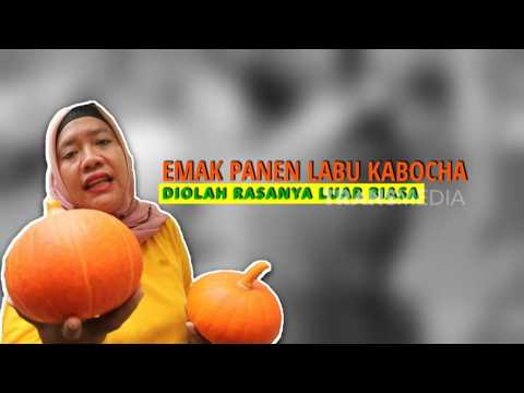 Serunya Emak Panen dan Mengolah Labu Kabocha | ENAH BIKIN ENAK (21/09/26)