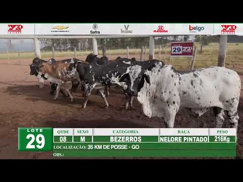 Lote 29