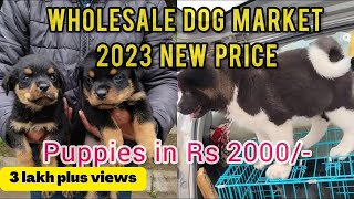 Puppy market in India at low rates with contact details | Wholesale Dog market Kapurthala 2023