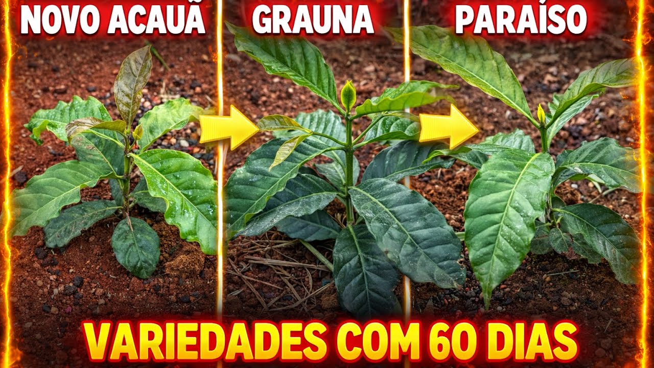 NOVO ACAUÃ, GRAÚNA OU PARAÍSO? VEJA A DIFERENÇA COM 60 DIAS