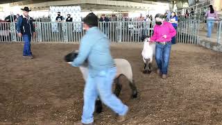 Team GCP- Tip O Tex District FFA Show Class 11 Medium Wool Lambs News