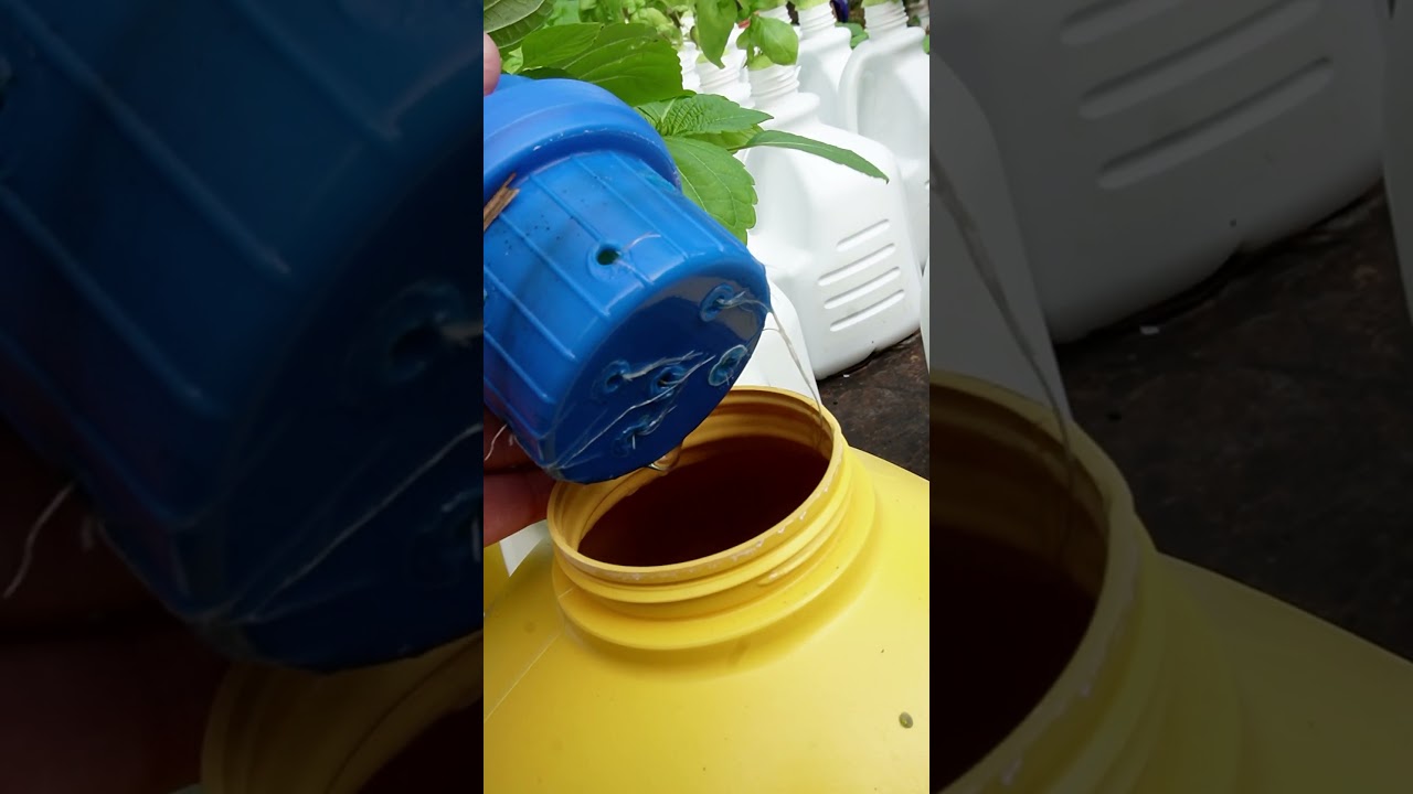 Would you grow in a Laundry Detergent Bottle 