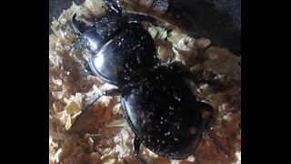 Warrior Beetle 'Magua' Feeding on a SuperWorm **Life Vs Death** by Life Vs. Death 400 views 7 years ago 14 minutes, 58 seconds