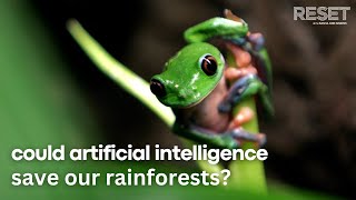 Could AI help protect rainforest biodiversity?