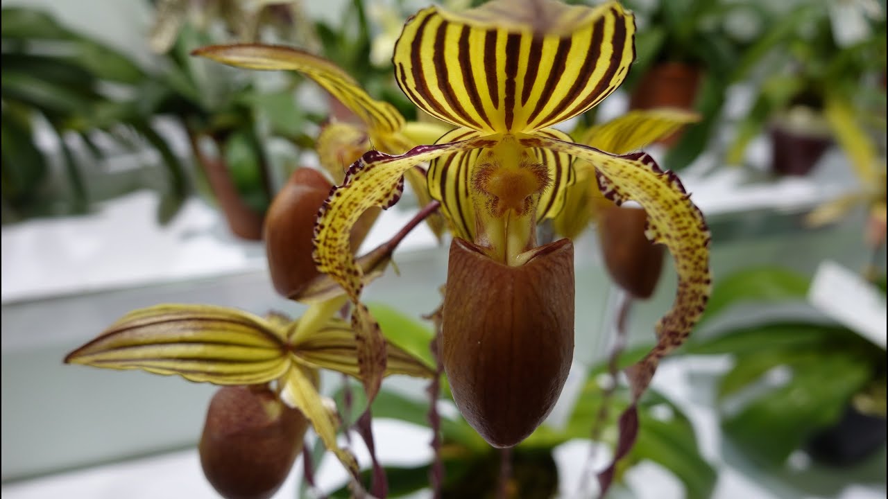 台北市建國假日花市仙履蘭花展(2019 12 29)